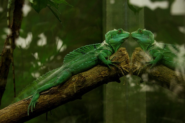 Cómo tener iguanas de mascotas