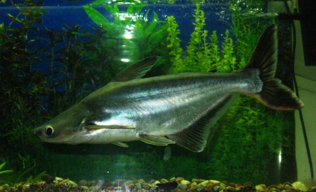 pez tiburón pangasio