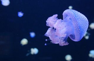 Cómo tener una medusa como mascota