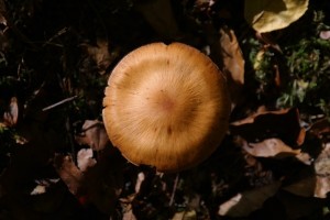 mushroom-228336_640