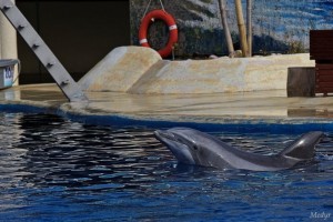Cómo es el zoo de Madrid delfinario