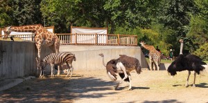 Cómo es el zoo de Madrida