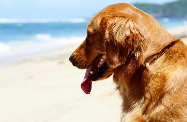 Playas para ir con perros en España