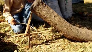 Cómo construir una trampa lazo