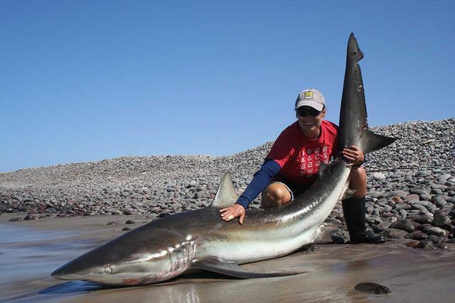 pescar tiburones