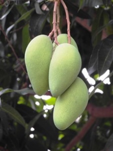 Cómo es la dieta del mango africanoa