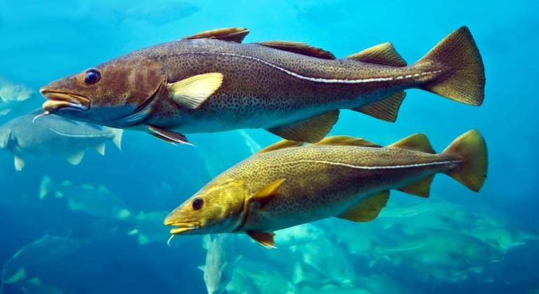 Bacalao 