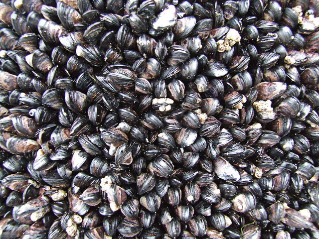 mejillone slimpios