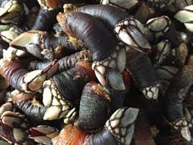como comer percebes