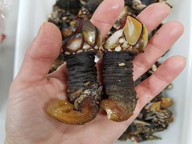 Como comer percebes