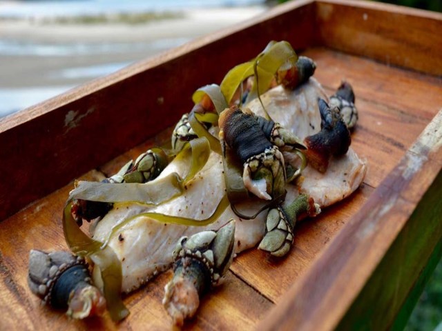 como comer percebes