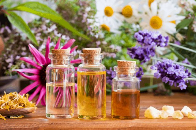 plantas medicinales