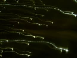 Cómo y a qué sabe el semen