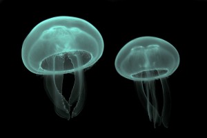 Cómo aliviar una picadura de medusaa