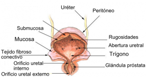 Cómo se manifiesta la peritonitis aguda