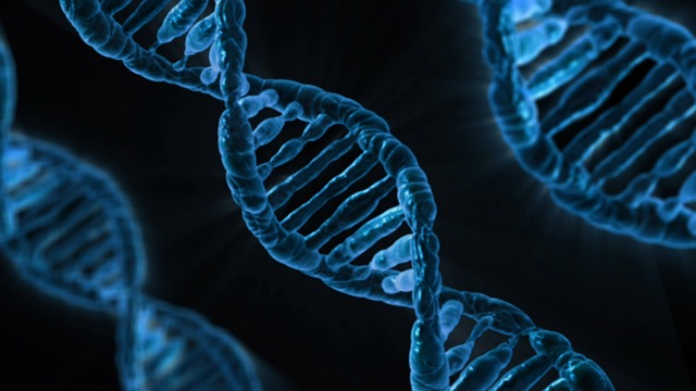 diferenciar el ADN del ARN, adn