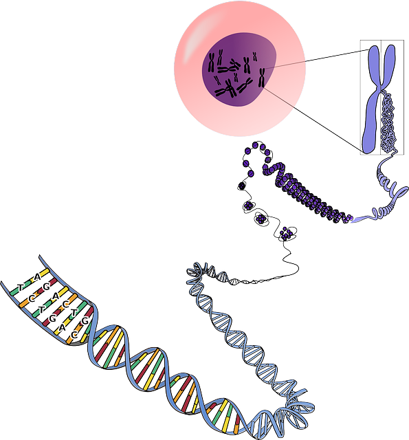 Cómo diferenciar el ADN del ARN