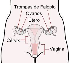 Cómo diferenciar un ginecólogo de un obstetra