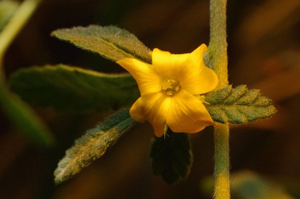 Beneficios de la Damiana