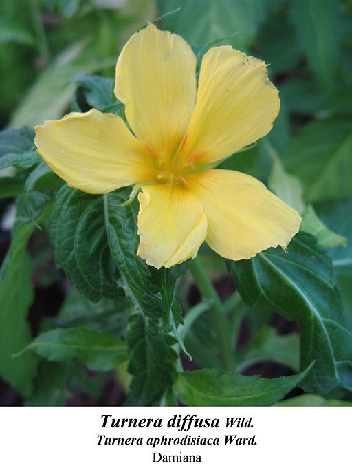 Beneficios de la Damiana