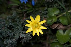 Cómo quitar verrugas