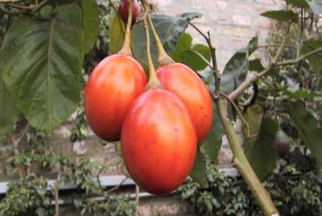 Beneficios del tomate de palo para la salud