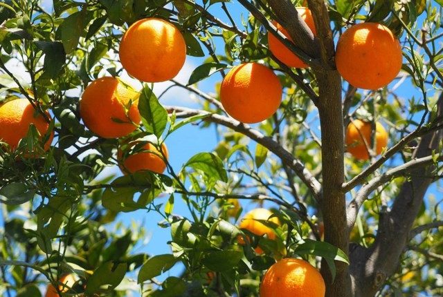 Beneficios de la naranja para tu salud.