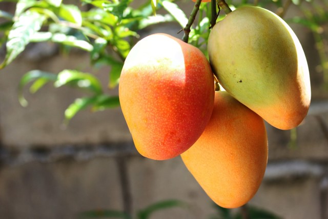 mango