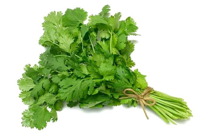 cilantro