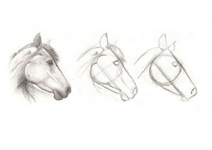 Cómo dibujar caballos - 6 pasos - Talento 