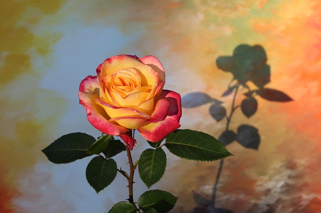 las sombras de una flor