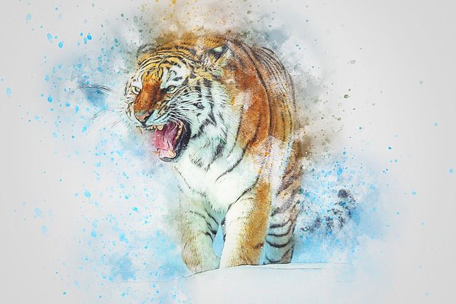 como-dibujar-un-tigre